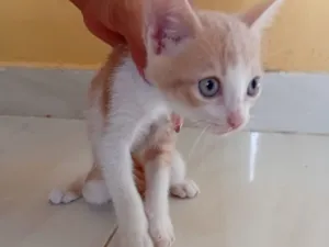 Gato raça SRD-ViraLata idade Abaixo de 2 meses nome Não tem