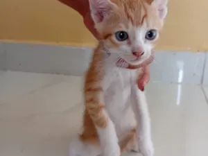 Gato raça SRD-ViraLata idade Abaixo de 2 meses nome Não tem