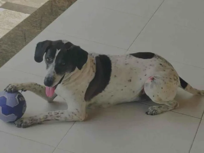 Cachorro raça SRD-ViraLata idade 6 ou mais anos nome JAKE
