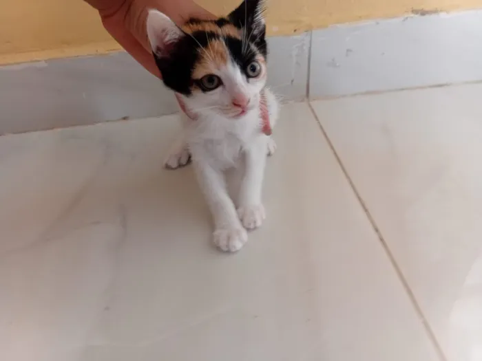 Gato raça SRD-ViraLata idade Abaixo de 2 meses nome Não tem