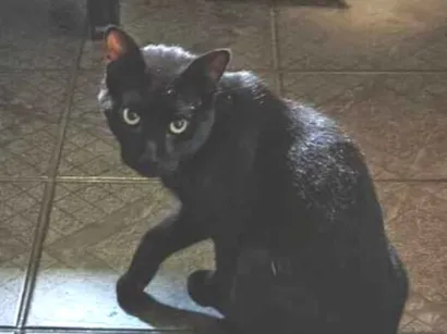 Gato raça SRD-ViraLata idade 1 ano nome Café