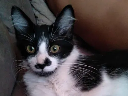 Gato raça SRD-ViraLata idade 2 a 6 meses nome Não tem