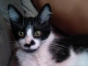 Gato raça SRD-ViraLata idade 2 a 6 meses nome Não tem