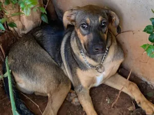 Cachorro raça Fila idade 2 a 6 meses nome Bayron