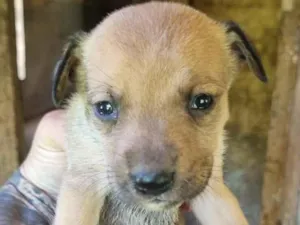 Cachorro raça SRD-ViraLata idade 2 a 6 meses nome 9 filhotes