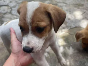Cachorro raça SRD-ViraLata idade 2 a 6 meses nome Sem nome definido 