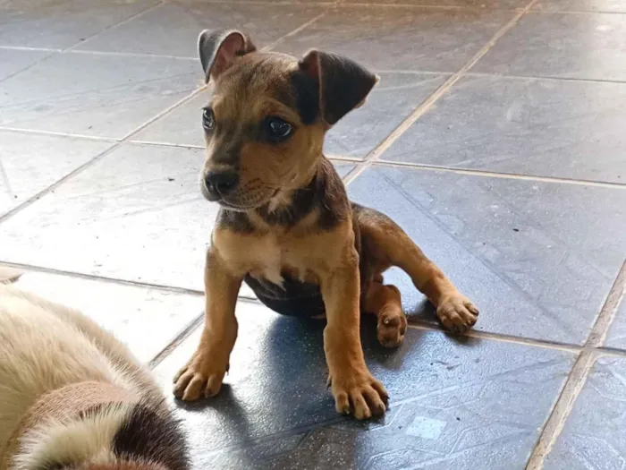 Cachorro raça SRD-ViraLata idade 2 a 6 meses nome Não tem nome