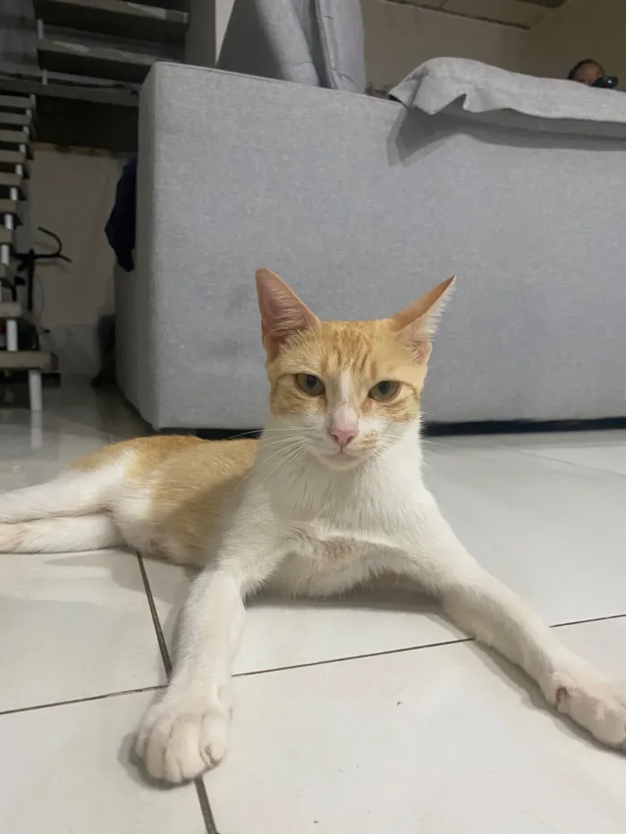 Gato raça SRD-ViraLata idade 1 ano nome Gata amarela 