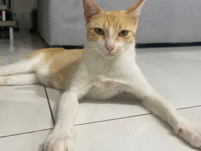 Gato raça SRD-ViraLata idade 1 ano nome Gata amarela 