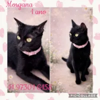 Gato raça SRD-ViraLata idade 1 ano nome Morgana 