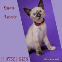 Gato raça Siamês idade 2 a 6 meses nome Laura 