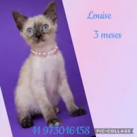 Gato raça Siamês idade 2 a 6 meses nome Louise