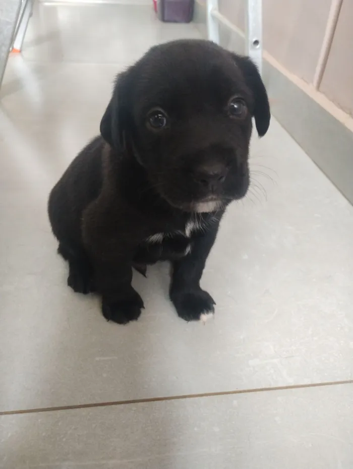 Cachorro raça SRD-ViraLata idade Abaixo de 2 meses nome Escolha o nome do seu cão