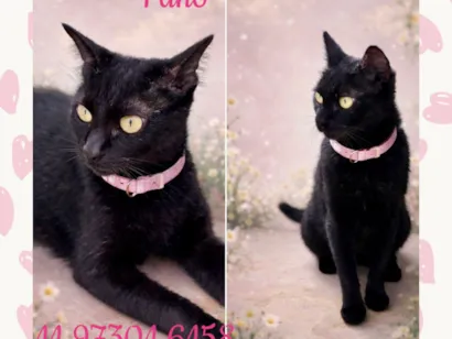 Gato raça SRD-ViraLata idade 1 ano nome Morgana 