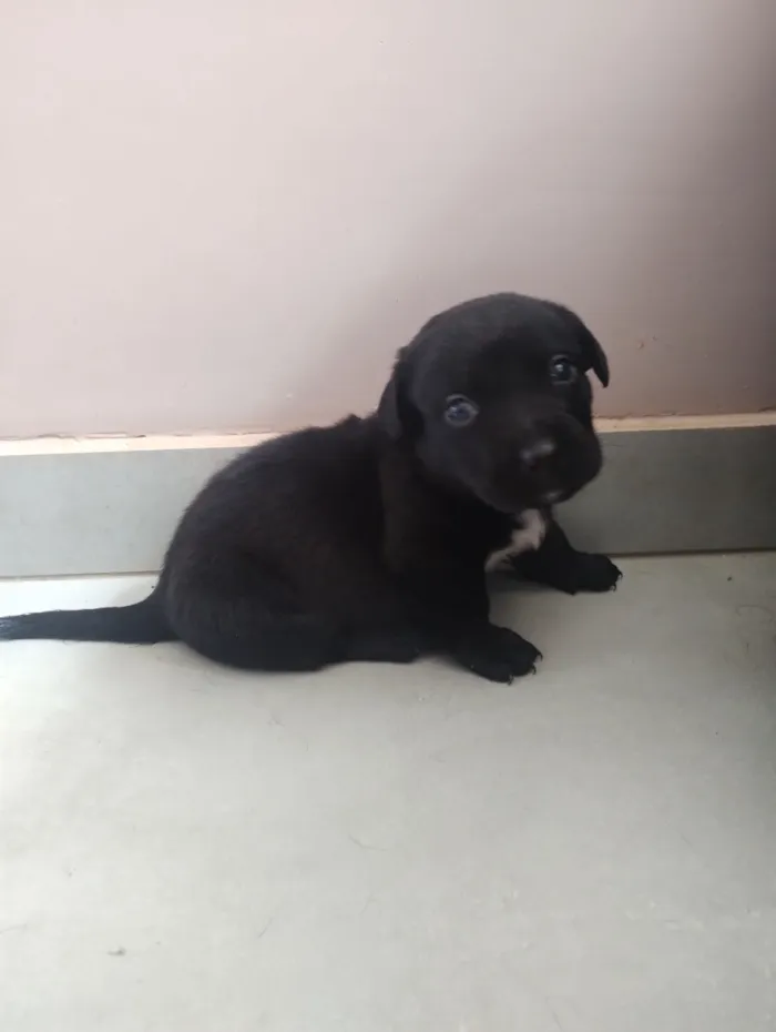 Cachorro raça SRD-ViraLata idade Abaixo de 2 meses nome Escolha o nome do seu cão