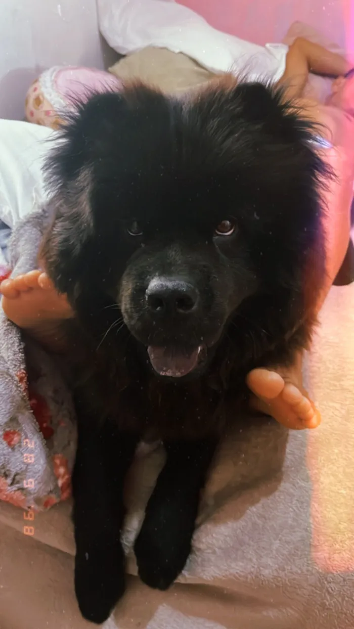 Cachorro raça Chow Chow idade 2 anos nome Lucke