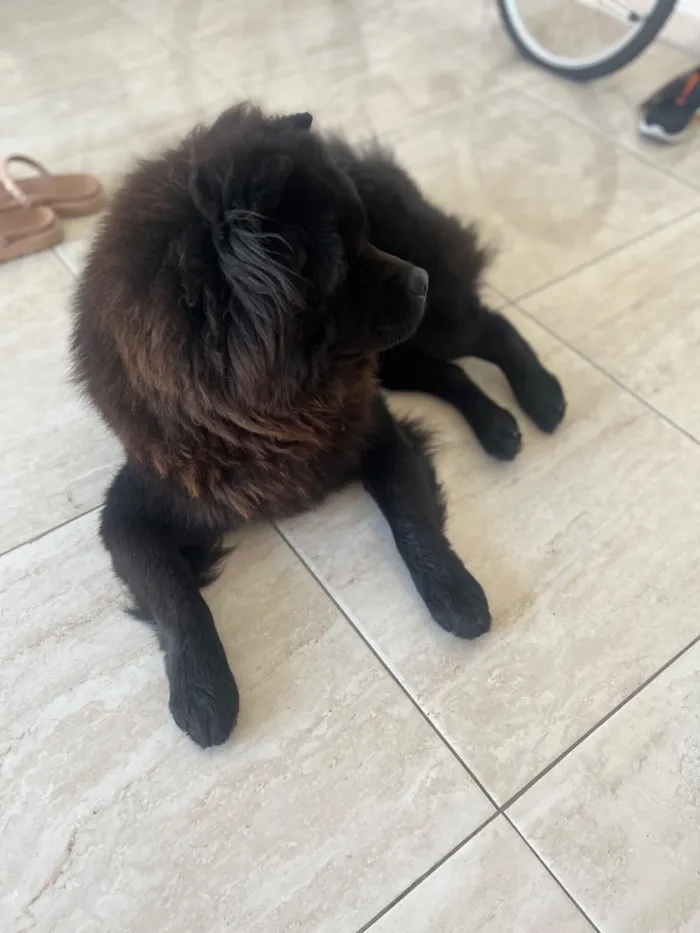 Cachorro raça Chow Chow idade 2 anos nome Lucke