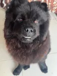 Cachorro raça Chow Chow idade 2 anos nome Lucke