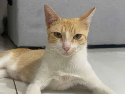 Gato raça SRD-ViraLata idade 1 ano nome Gata amarela 