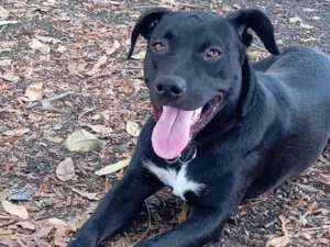 Cachorro raça Pit-Bull idade 1 ano nome Apollo