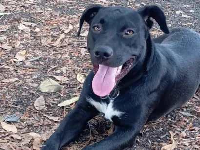 Cachorro raça Pit-Bull idade 1 ano nome Apollo