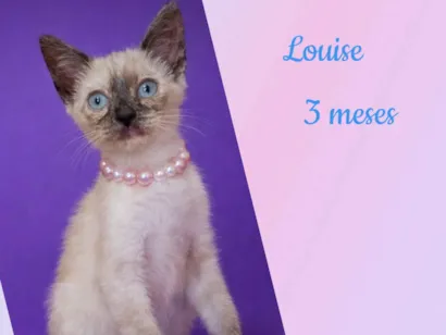 Gato raça Siamês idade 2 a 6 meses nome Louise