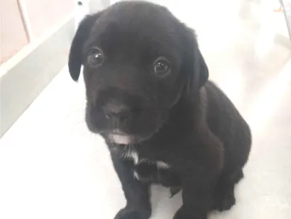 Cachorro raça SRD-ViraLata idade Abaixo de 2 meses nome Escolha o nome do seu cão