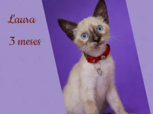 Gato raça Siamês idade 2 a 6 meses nome Laura 