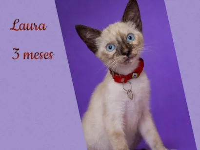 Gato raça Siamês idade 2 a 6 meses nome Laura 