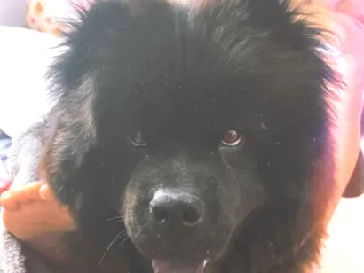 Cachorro raça Chow Chow idade 2 anos nome Lucke
