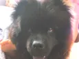 Cachorro raça Chow Chow idade 2 anos nome Lucke