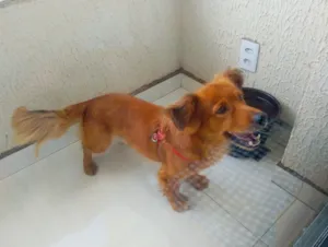 Cachorro raça SRD-ViraLata idade 3 anos nome Toddy 