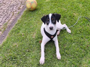 Cachorro raça SRD-ViraLata idade 7 a 11 meses nome Bart