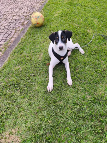 Cachorro raça SRD-ViraLata idade 7 a 11 meses nome Bartolomeu