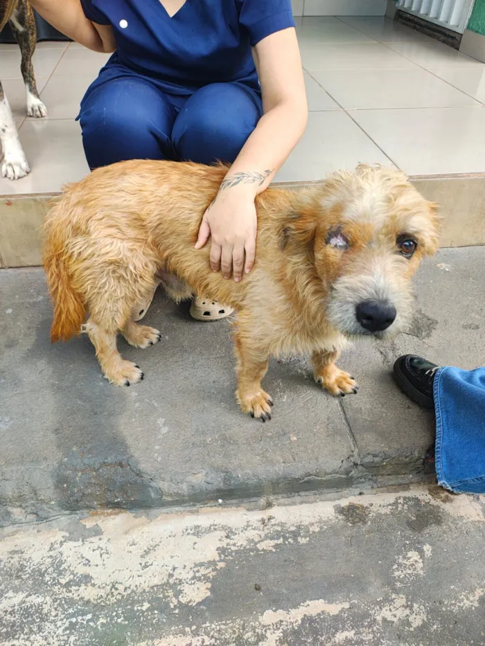 Cachorro raça SRD-ViraLata idade 2 anos nome Bobby