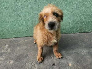 Cachorro raça SRD-ViraLata idade 2 anos nome Bobby