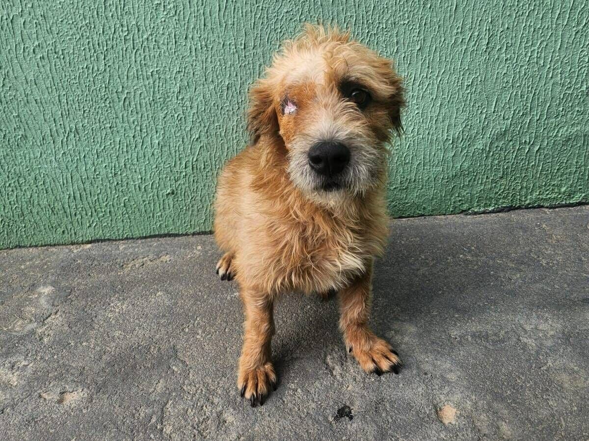 Cachorro raça SRD-ViraLata idade 2 anos nome Bobby