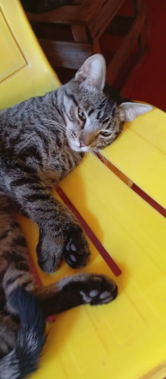 Gato raça SRD-ViraLata idade 2 a 6 meses nome Não tem nome definido