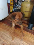 Cachorro raça SRD-ViraLata idade 2 a 6 meses nome RAYANA FERREIRA LIMA