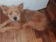 Cachorro raça SRD-ViraLata idade 7 a 11 meses nome RAYANA FERREIRA LIMA
