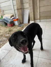 Cachorro raça SRD-ViraLata idade 7 a 11 meses nome Pandora