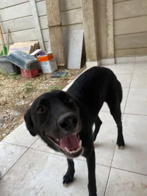 Cachorro raça SRD-ViraLata idade 7 a 11 meses nome Pandora