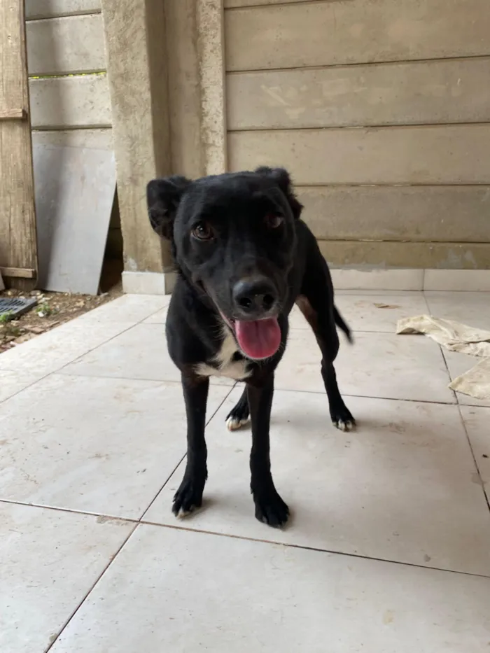 Cachorro raça SRD-ViraLata idade 7 a 11 meses nome Pandora