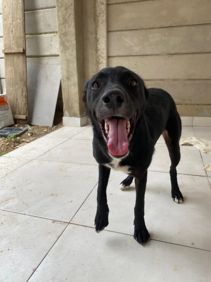 Cachorro raça SRD-ViraLata idade 7 a 11 meses nome Pandora