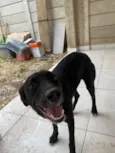 Cachorro raça SRD-ViraLata idade 7 a 11 meses nome Pandora 