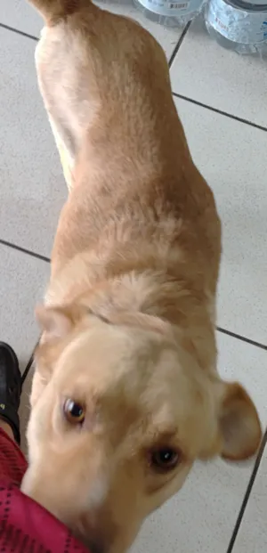 Cachorro raça SRD-ViraLata idade 2 anos nome Demos o nome de Toby para ele 