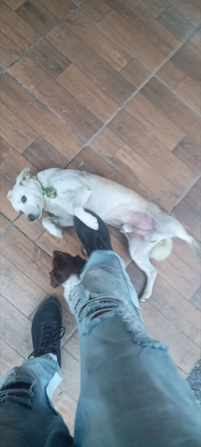 Cachorro raça SRD-ViraLata idade 6 ou mais anos nome Totó