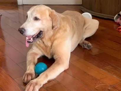 Cachorro raça Labrador idade 6 ou mais anos nome Budy