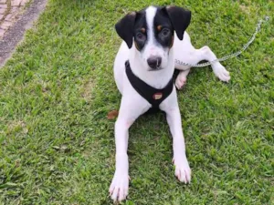 Cachorro raça SRD-ViraLata idade 7 a 11 meses nome Bartolomeu