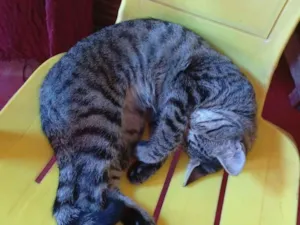 Gato raça SRD-ViraLata idade 2 a 6 meses nome Não tem nome definido